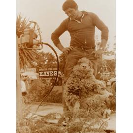 Shearing a sheep at vintage machinery show