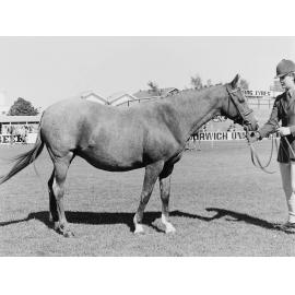 Horse show competitor