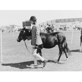 Walking a pony in a horse show