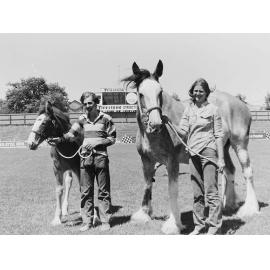 Clydesdale at Horse Show 