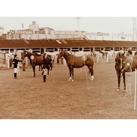 Horse breeders show, Addington showgrounds