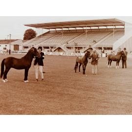 Horse breeders show, Addington showgrounds