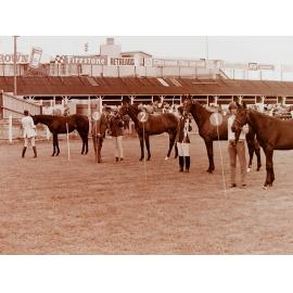 Horse breeders show, Addington showgrounds
