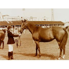Horse breeders show, Addington showgrounds