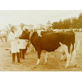 Cattle Judging at A&P Show