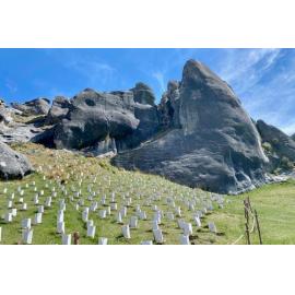 Native plantings at Kura Tāwhiti