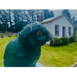 Kea on guard in Cass