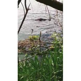 Seal in the Selwyn River 