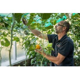 Otahuna gardener Steve Marcham