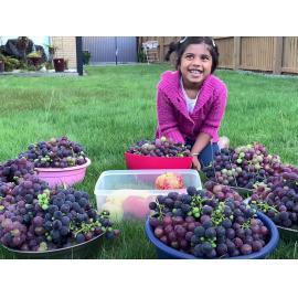Evalynn with 8kg harvest of grapes
