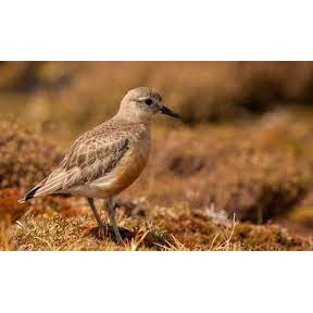Te Taumutu Rūnanga and their mahi for pest free