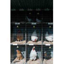 Chickens in A & P show