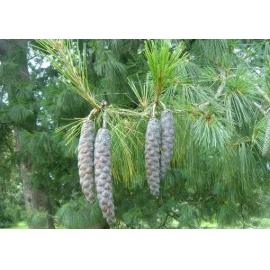 Hart Arboretum in Lake Coleridge Village