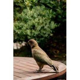 Kea at Arthur's Pass
