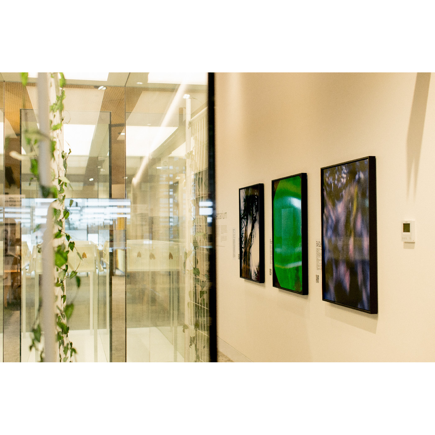 Te Ara Ātea Exhibition 2023: Herbarium