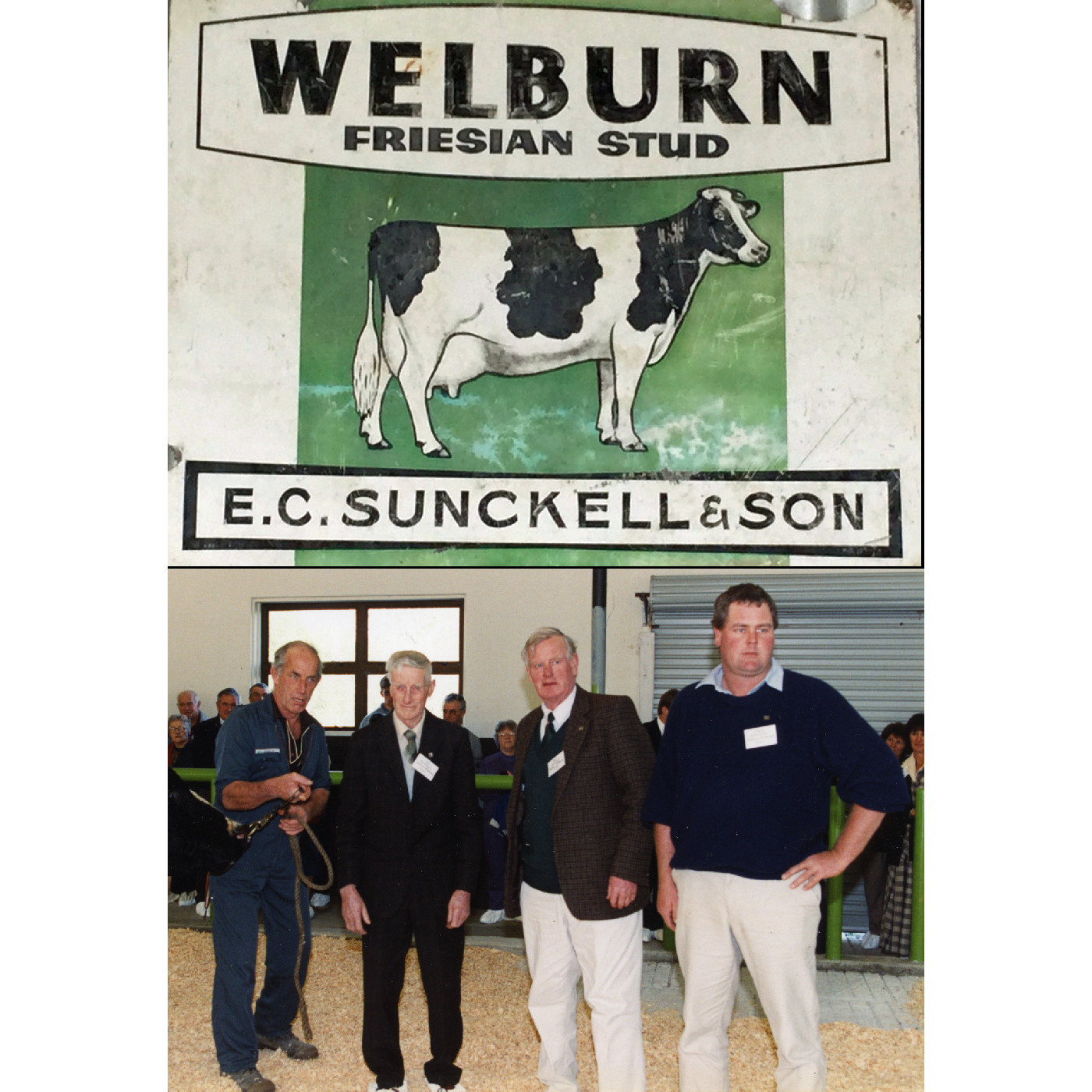 World famous Fresians, Welburn Stud, Doyleston