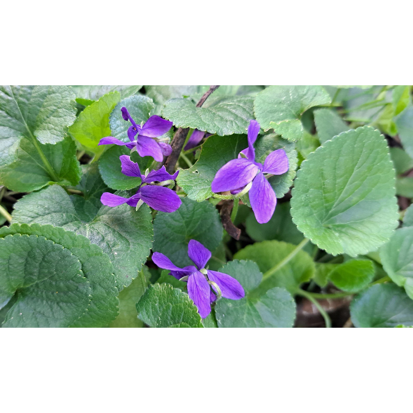 Violet Day