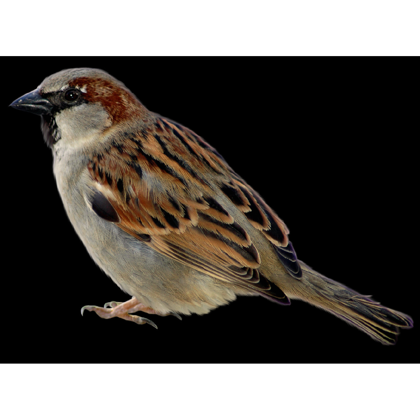 Sparrow Clubs