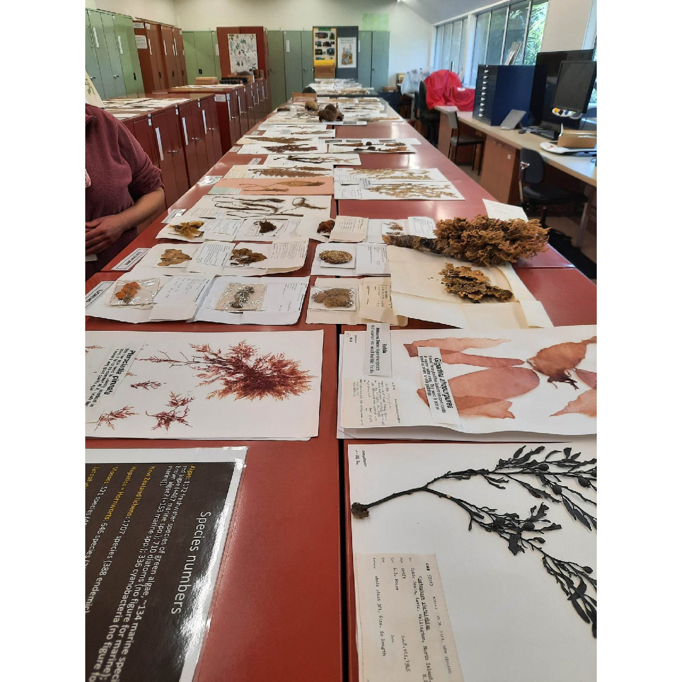 Herbarium- Manaaki Whenua Landcare Research 3