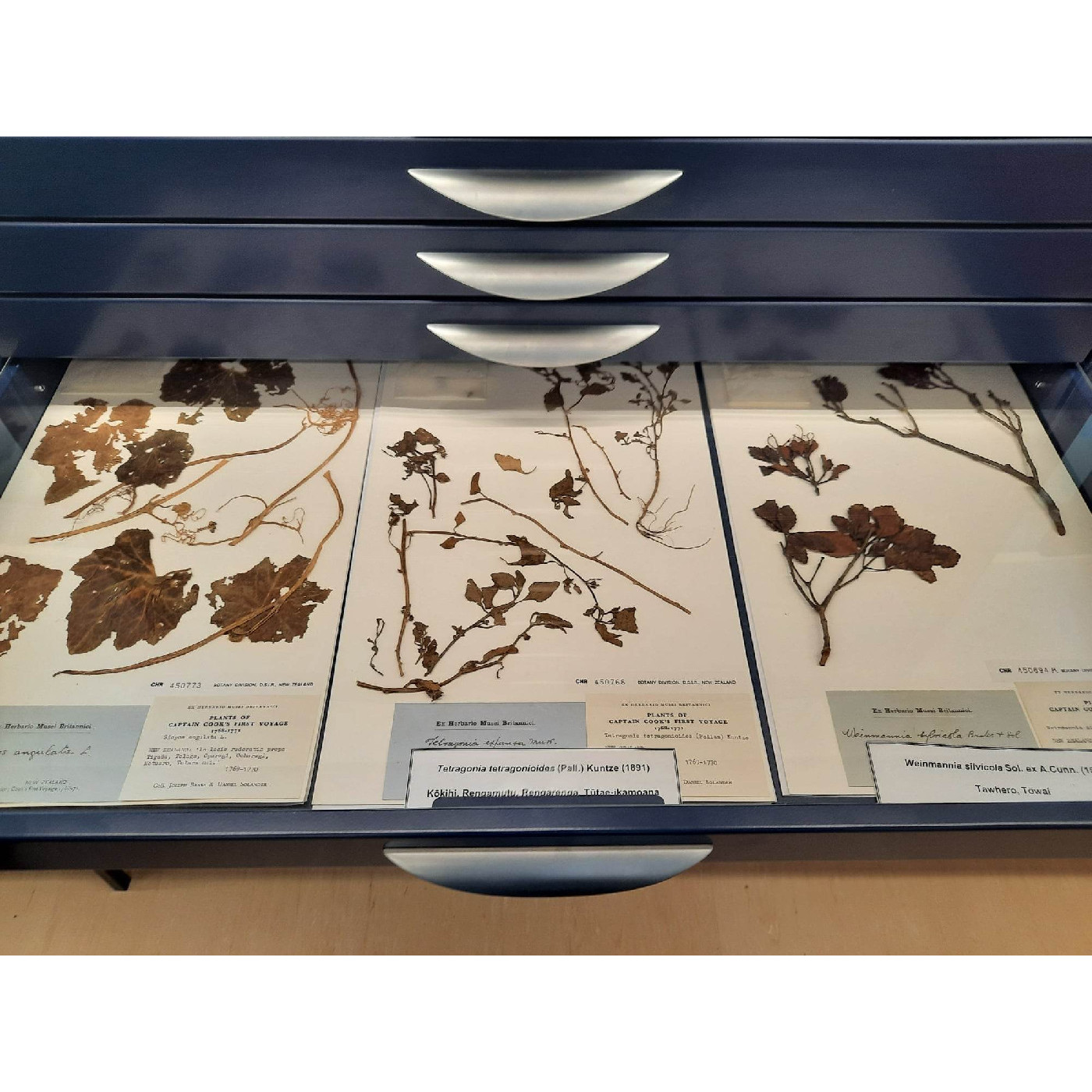 Herbarium Image