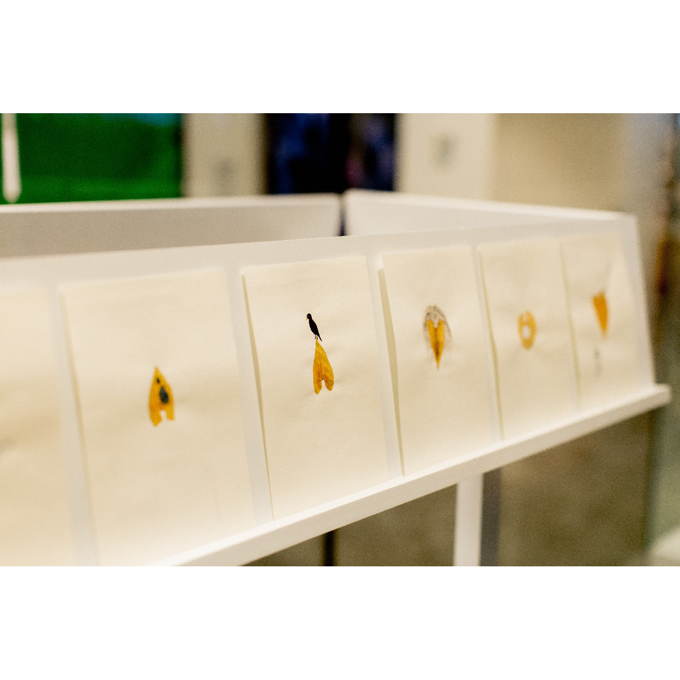 Herbarium Exhibition Essay