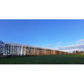 Shelterbelt near the Hawkins River