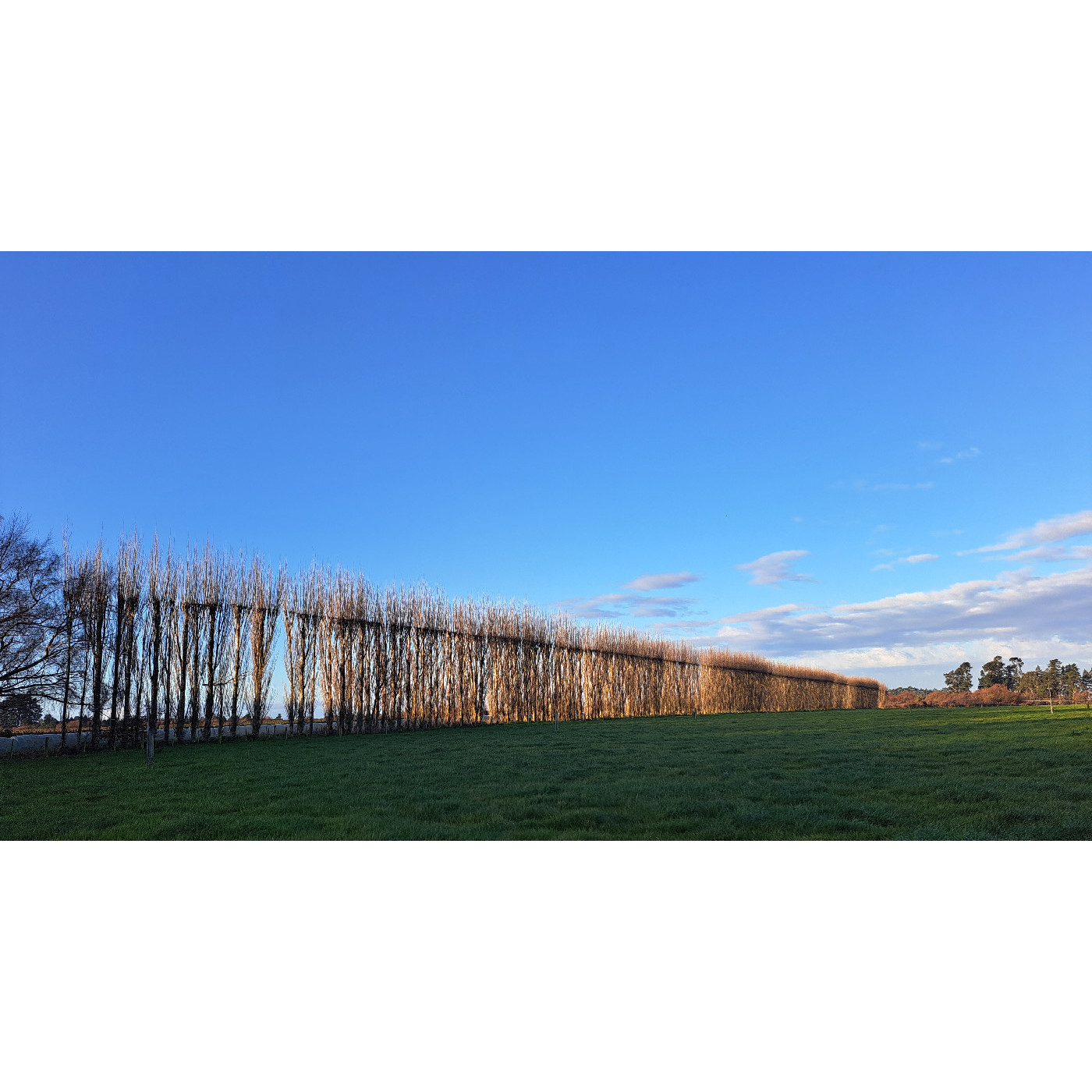 Selwyn's living fences