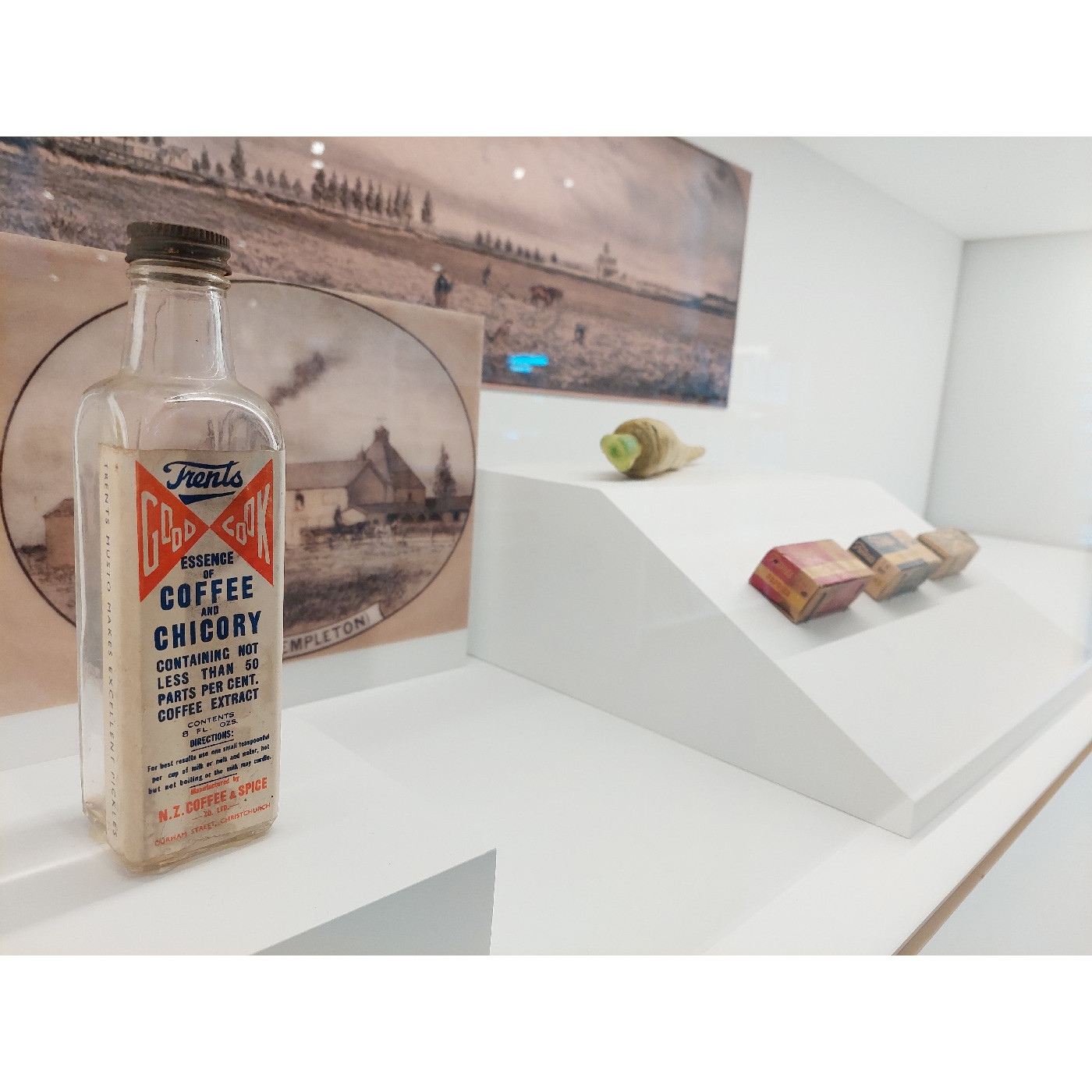 Chicory: a cash crop of the 1800s