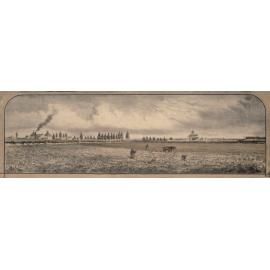 Trent's chicory farm, Templeton