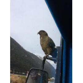 Kea on the Selwyn District mobile library bus, 2017