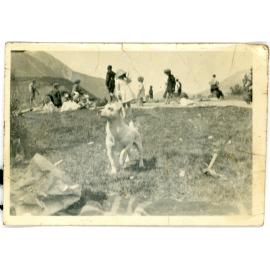 Dog at worker's picnic