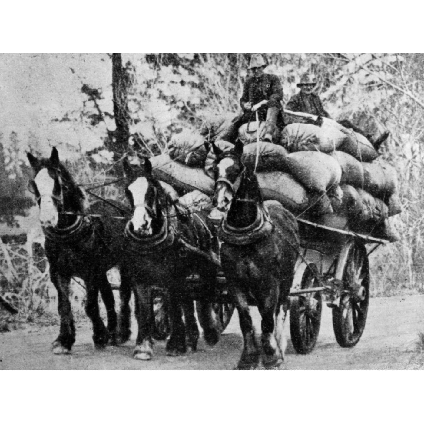 Private Horse-drawn Carts