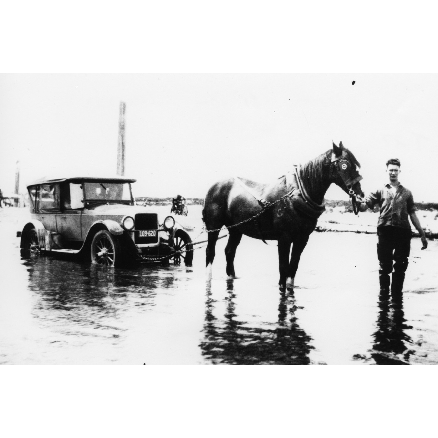 Horses for towing