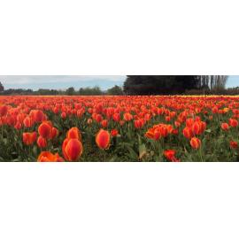 Hadstock Farm, Springston