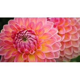Mason's Dahlia Nurseries, Leeston