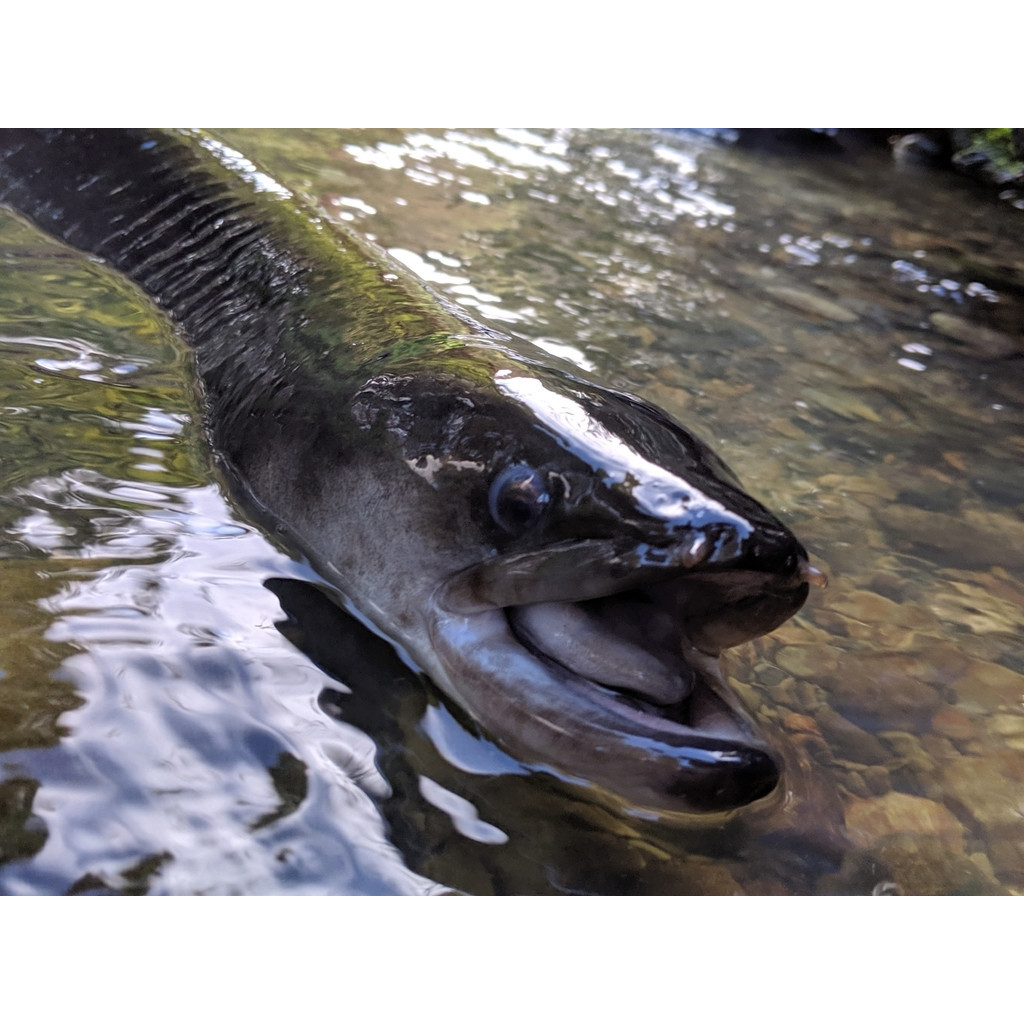 Longfin Eel (Tuna) at Te Waihora Lake Ellesmere
