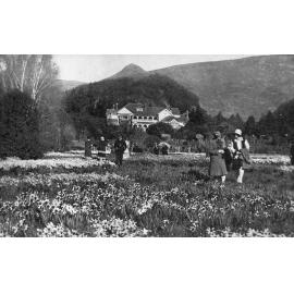 Daffodils at Otahuna, 1928