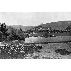 Daffodils at Otahuna, 1913