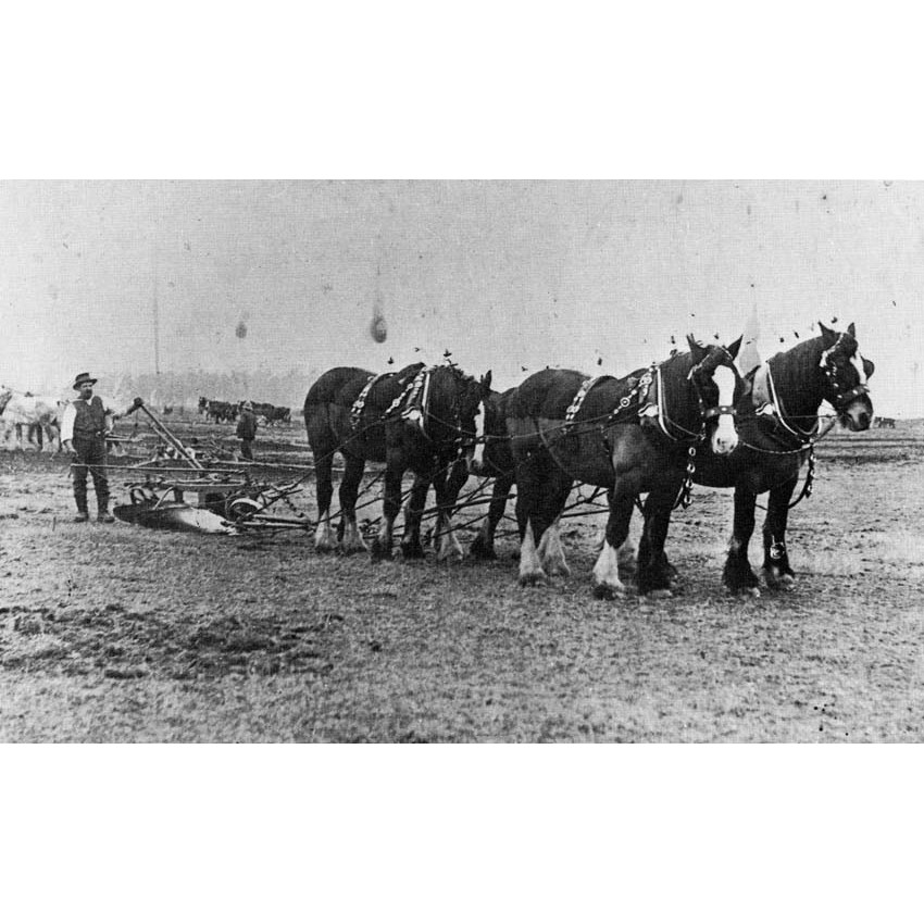 Agricultural sports in Ellesmere