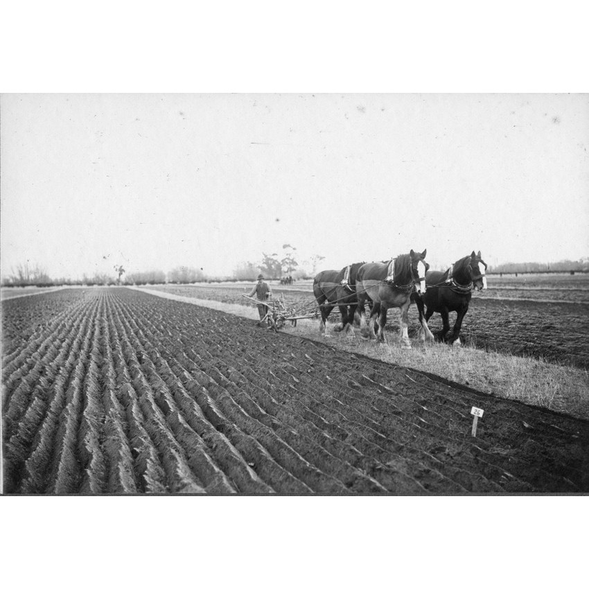 Ploughing Competitions in Ellesmere