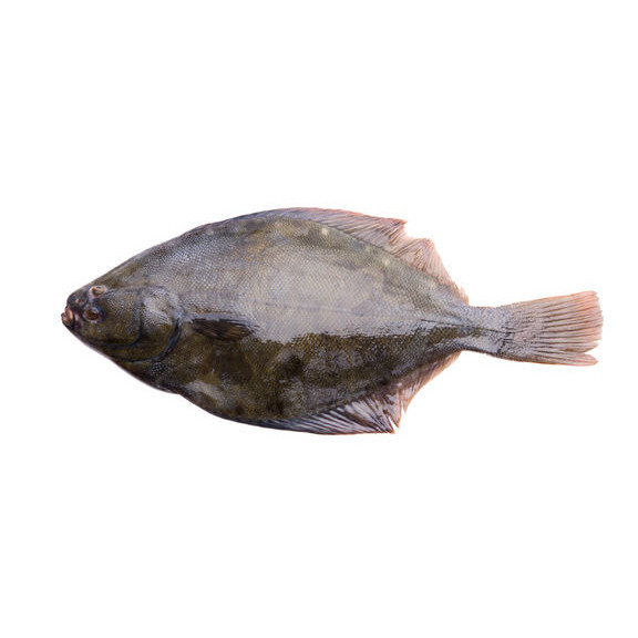 Pātiki at Te Waihora Lake Ellesmere