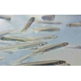 Īnanga at Te Waihora Lake Ellesmere