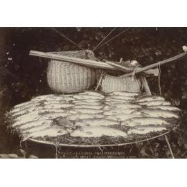 A day's catch of trout from the Upper Selwyn River