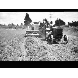 Engine functioned header with pick up harvesting peas at J. Boyce's farm, Lincoln