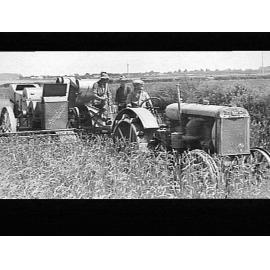 8ft standard header harvesting solid straw tuscan wheat on the farm of A. Phillips, Weedons