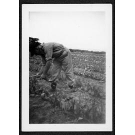 Ivan Chamberlain at the Hadstock farm near Springston