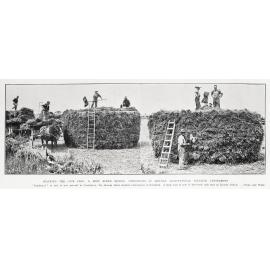 Harvesting oats at Lincoln Agricultural College
