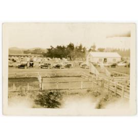 Coalgate saleyards