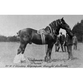 'Dalmuir Prince', champion draught stallion