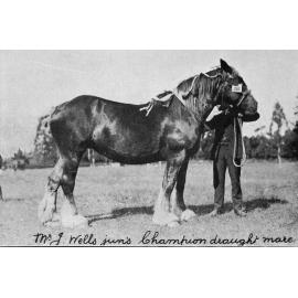 Mr J. Wells Junior's champion draught mare